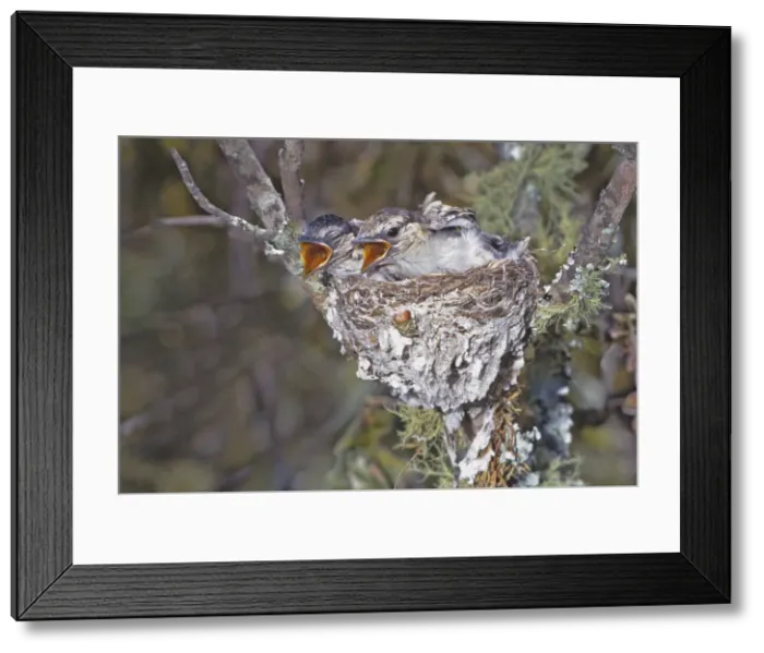 Framed Print : DDE-90023010 Framed Print : DDE-90023010