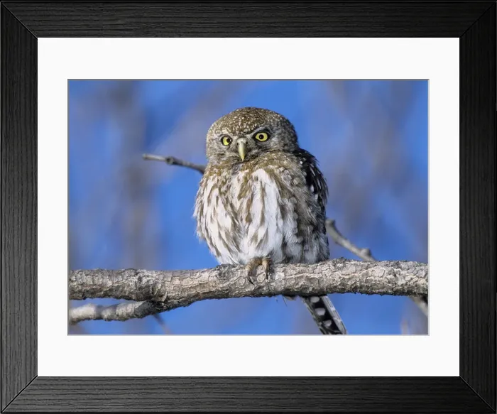 Framed Print : DDE-90023009 Framed Print : DDE-90023009