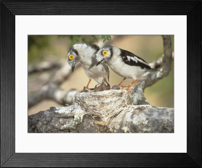 Framed Print : DDE-90023012 Framed Print : DDE-90023012