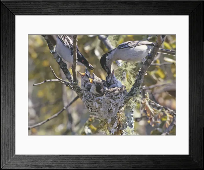Framed Print : DDE-90023011 Framed Print : DDE-90023011