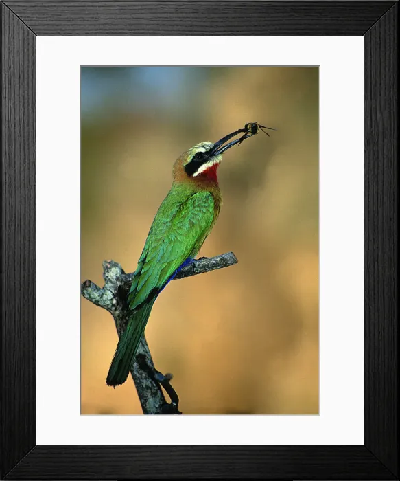 Framed Print : DDE-90023014 Framed Print : DDE-90023014