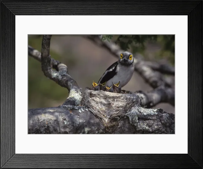 Framed Print : DDE-90023015 Framed Print : DDE-90023015