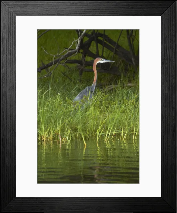 Framed Print : DDE-90023023 Framed Print : DDE-90023023