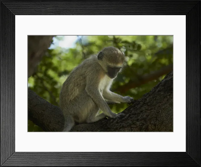 Framed Print : DDE-90023024 Framed Print : DDE-90023024