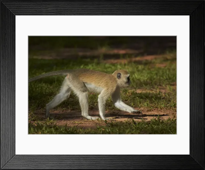 Framed Print : DDE-90023025 Framed Print : DDE-90023025