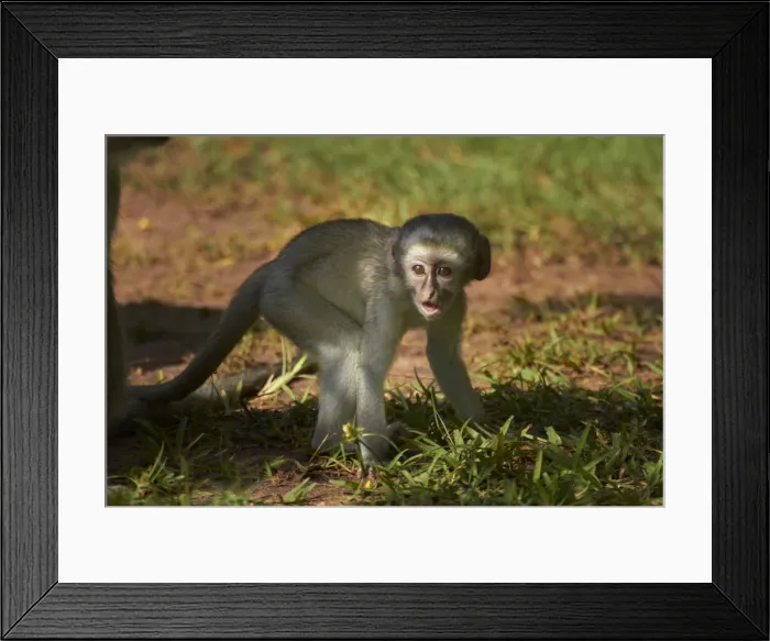 Framed Print : DDE-90023027 Framed Print : DDE-90023027