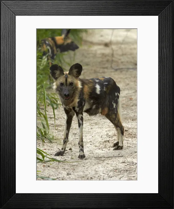 Framed Print : DDE-90023028 Framed Print : DDE-90023028