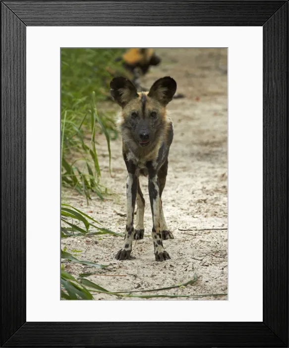 Framed Print : DDE-90023029 Framed Print : DDE-90023029