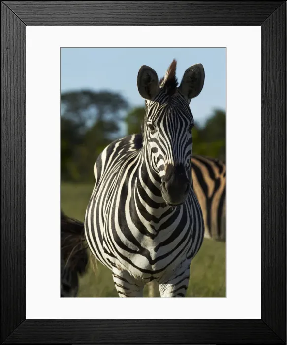 Framed Print : DDE-90023030 Framed Print : DDE-90023030