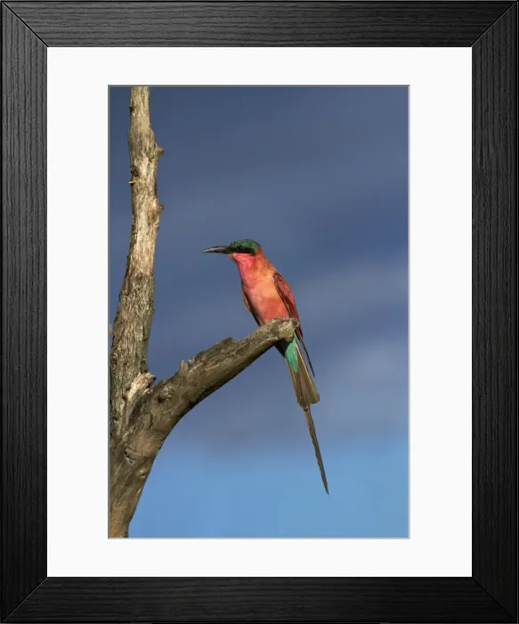 Framed Print : DDE-90023031 Framed Print : DDE-90023031