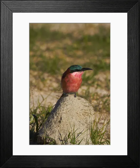 Framed Print : DDE-90023032 Framed Print : DDE-90023032