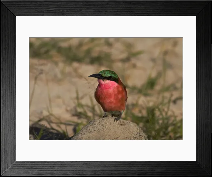 Framed Print : DDE-90023033 Framed Print : DDE-90023033