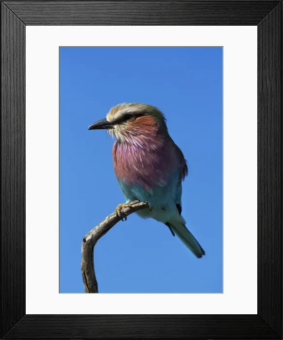 Framed Print : DDE-90023034 Framed Print : DDE-90023034