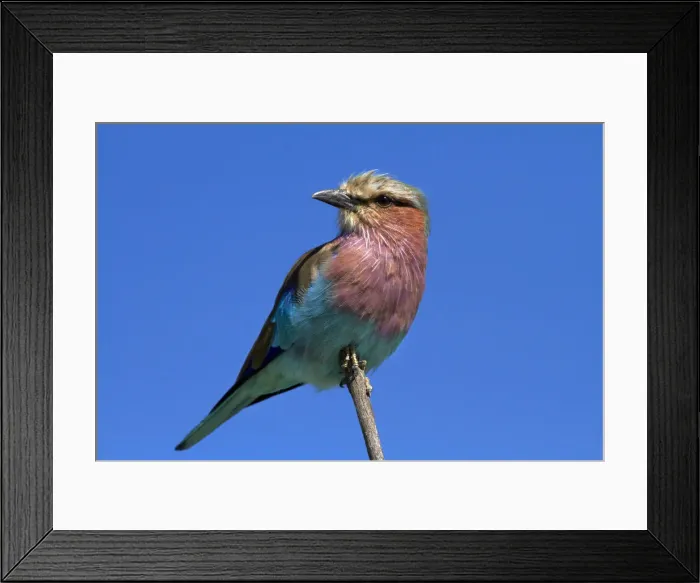 Framed Print : DDE-90023035 Framed Print : DDE-90023035
