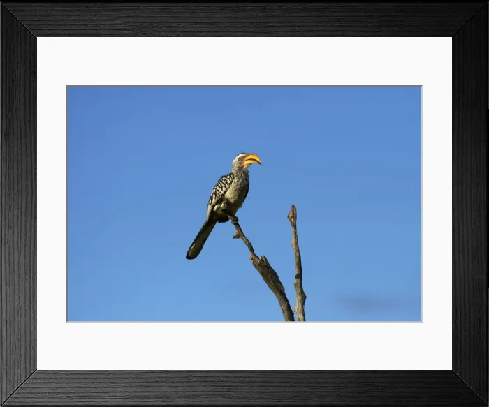 Framed Print : DDE-90023036 Framed Print : DDE-90023036