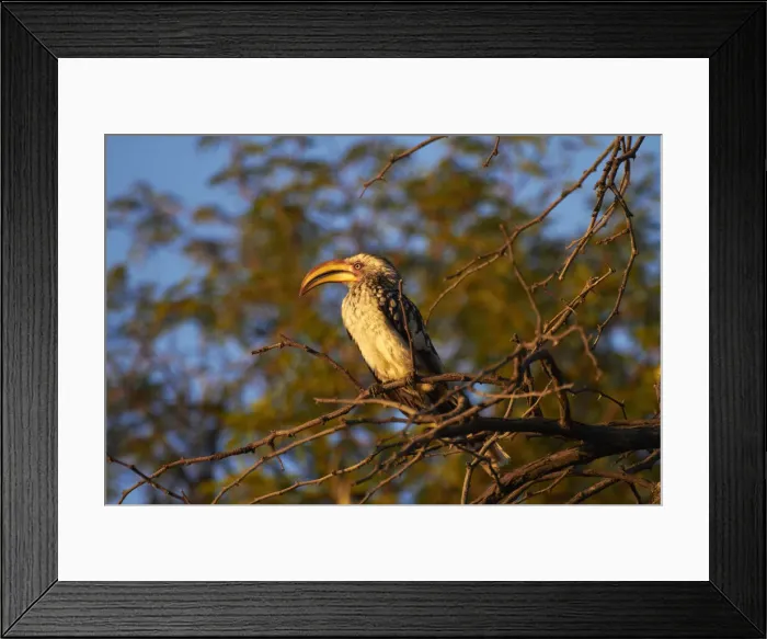 Framed Print : DDE-90023037 Framed Print : DDE-90023037