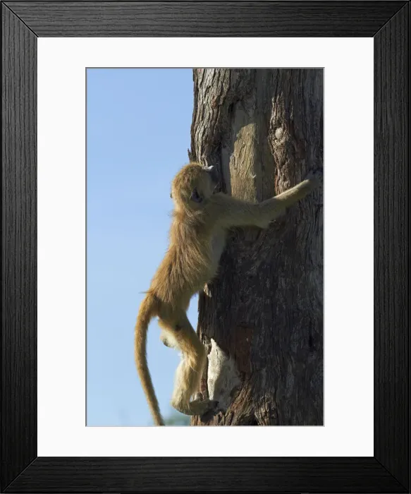 Framed Print : DDE-90023038 Framed Print : DDE-90023038