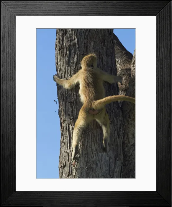 Framed Print : DDE-90023039 Framed Print : DDE-90023039