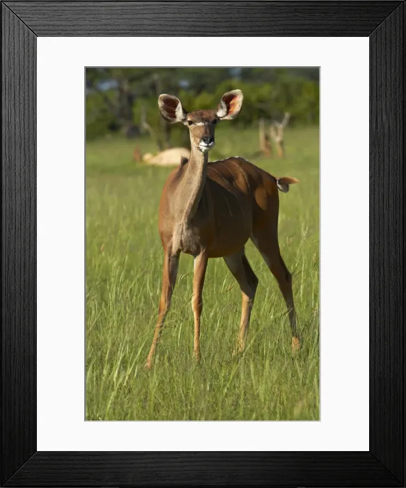 Framed Print : DDE-90023040 Framed Print : DDE-90023040