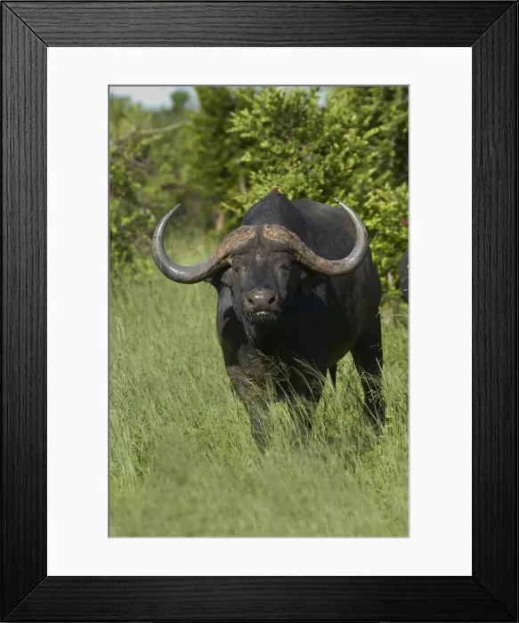 Framed Print : DDE-90023041 Framed Print : DDE-90023041