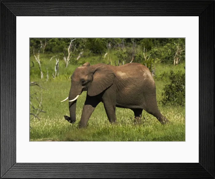 Framed Print : DDE-90023042 Framed Print : DDE-90023042