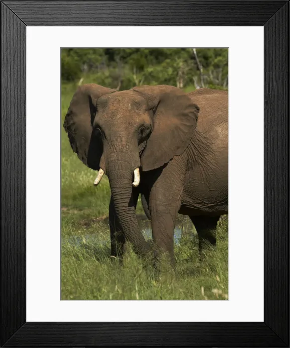 Framed Print : DDE-90023043 Framed Print : DDE-90023043