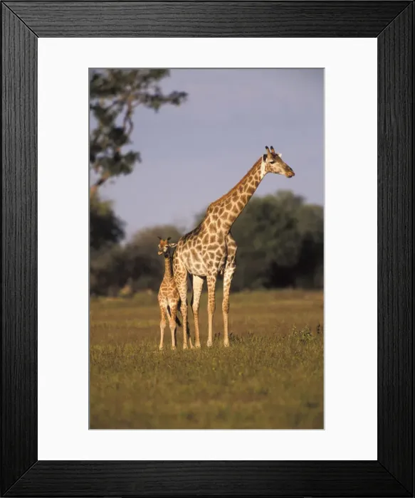 Framed Print : DDE-90023053 Framed Print : DDE-90023053