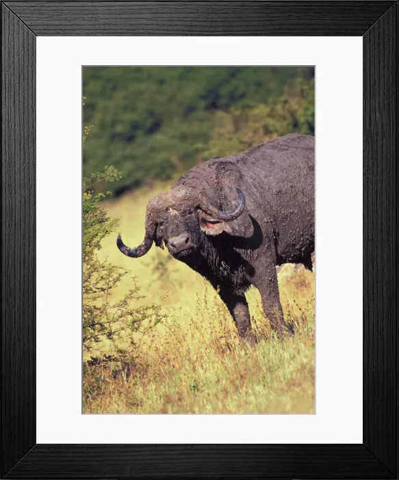 Framed Print : DDE-90023055 Framed Print : DDE-90023055