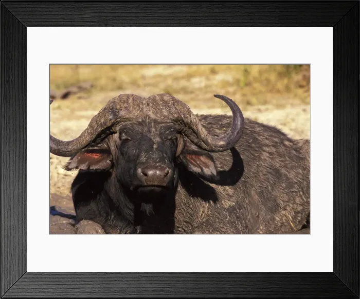 Framed Print : DDE-90023056 Framed Print : DDE-90023056