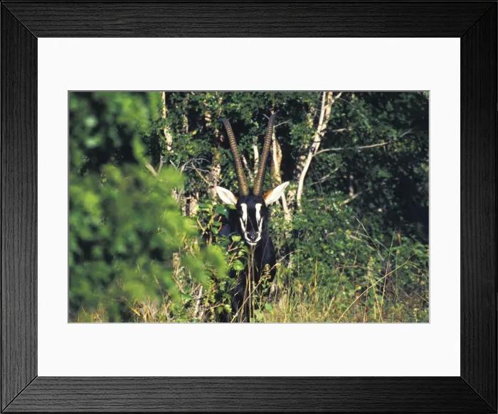 Framed Print : DDE-90023057 Framed Print : DDE-90023057