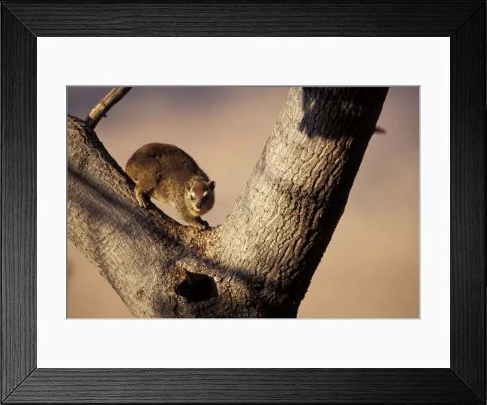 Framed Print : DDE-90023062 Framed Print : DDE-90023062