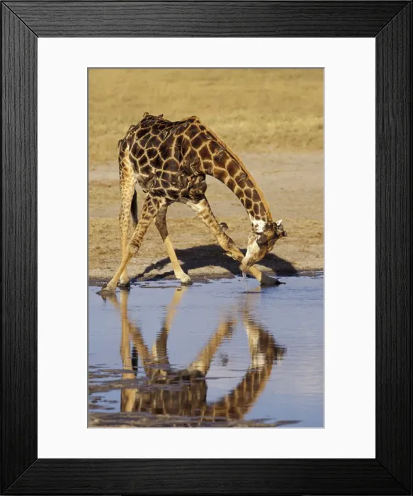 Framed Print : DDE-90023063 Framed Print : DDE-90023063