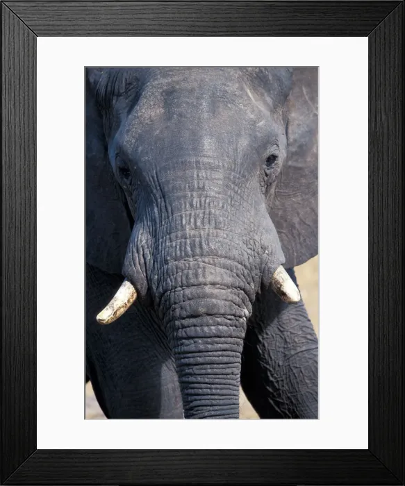 Framed Print : DDE-90023061 Framed Print : DDE-90023061