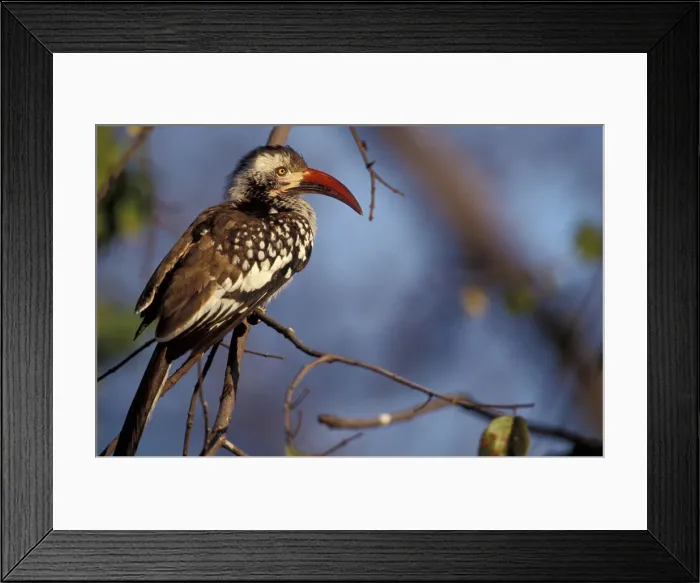 Framed Print : DDE-90023064 Framed Print : DDE-90023064