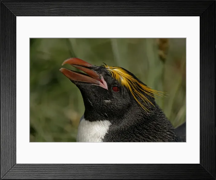 Framed Print : DDE-90023091 Framed Print : DDE-90023091
