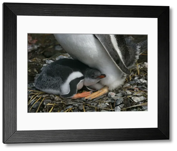 Framed Print : DDE-90023092 Framed Print : DDE-90023092