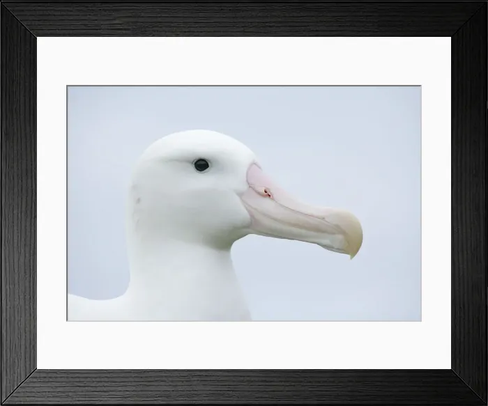 Framed Print : DDE-90023094 Framed Print : DDE-90023094
