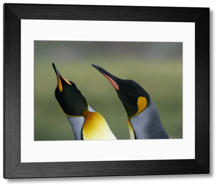 Framed Print : DDE-90023093 Framed Print : DDE-90023093