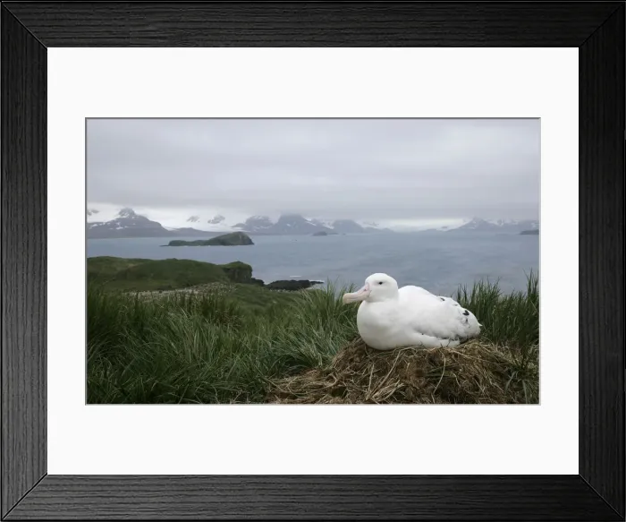 Framed Print : DDE-90023096 Framed Print : DDE-90023096