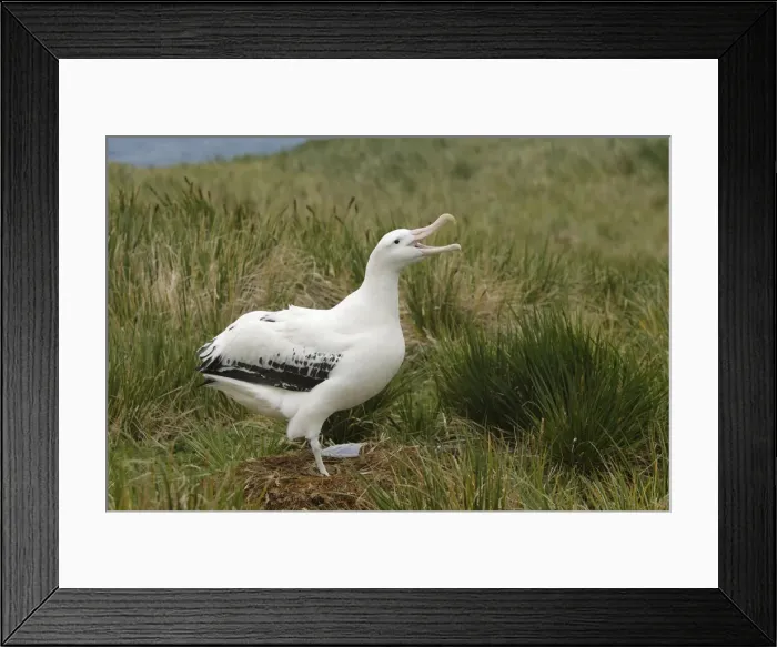 Framed Print : DDE-90023095 Framed Print : DDE-90023095