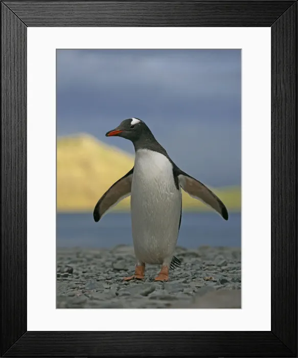 Framed Print : DDE-90023098 Framed Print : DDE-90023098