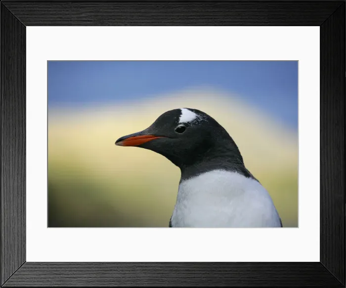 Framed Print : DDE-90023097 Framed Print : DDE-90023097