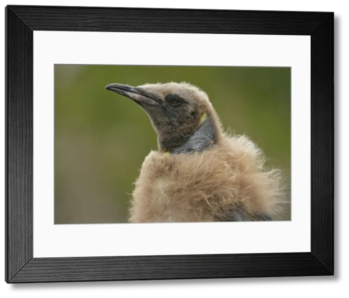 Framed Print : DDE-90023099 Framed Print : DDE-90023099