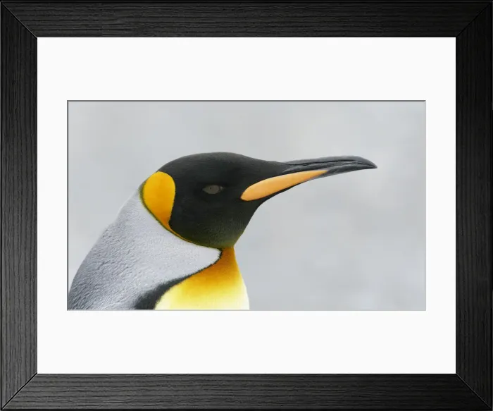 Framed Print : DDE-90023102 Framed Print : DDE-90023102