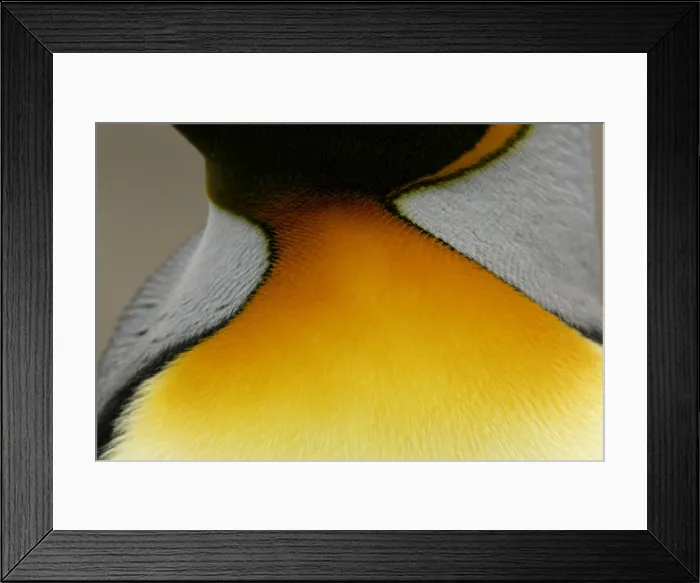 Framed Print : DDE-90023101 Framed Print : DDE-90023101