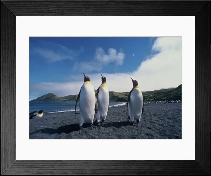 Framed Print : DDE-90023106 Framed Print : DDE-90023106