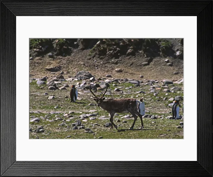 Framed Print : DDE-90023107