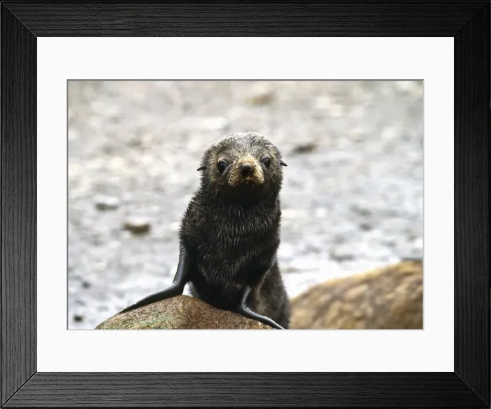 Framed Print : DDE-90023109 Framed Print : DDE-90023109