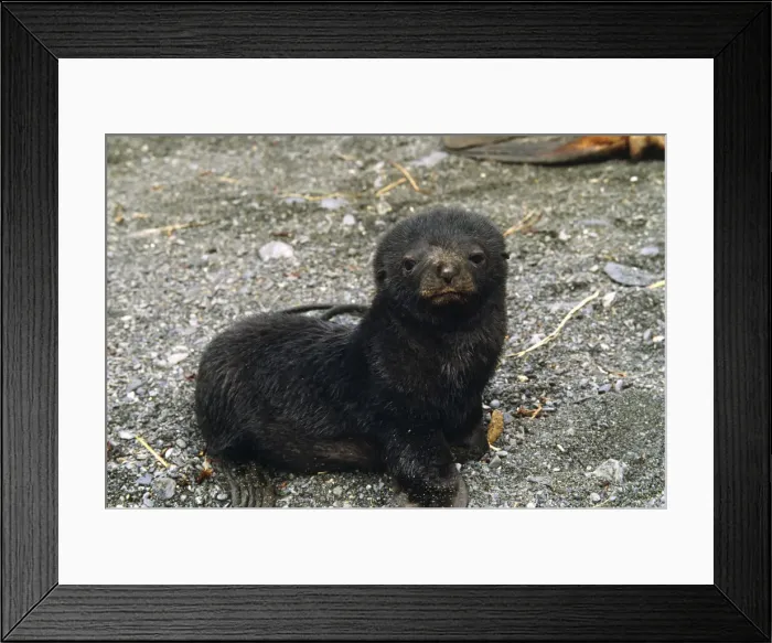 Framed Print : DDE-90023108 Framed Print : DDE-90023108