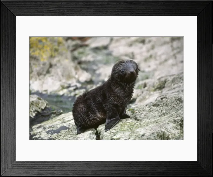Framed Print : DDE-90023110 Framed Print : DDE-90023110